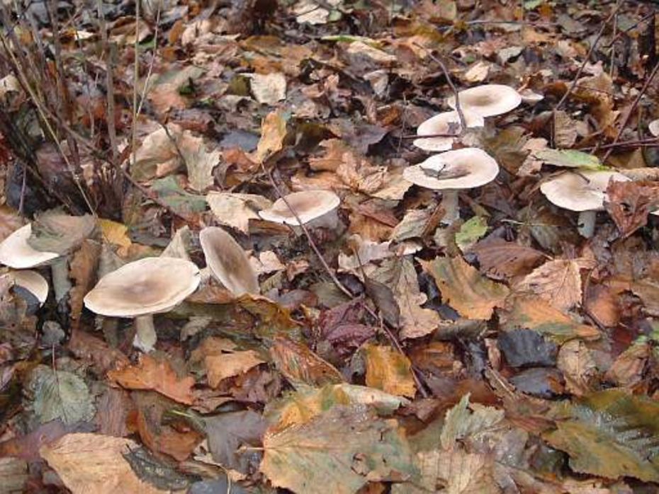 Clitocybe Nebularis